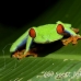 frog_tree_redeyed_tar_h_0569_cos0899.jpg